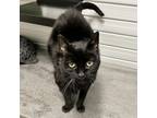 Adopt Marce a Domestic Short Hair