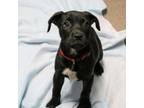 Adopt Mae a Labrador Retriever, Spaniel