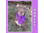 Adopt Harley a Pit Bull Terrier