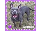 Adopt Wiggles a Pit Bull Terrier