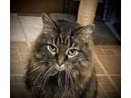 Adopt Zelda a Maine Coon