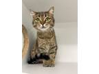 Adopt Krystal Keith a Domestic Short Hair