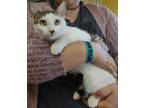 Adopt Kaylee a Domestic Short Hair