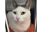 Adopt Emma a Domestic Short Hair