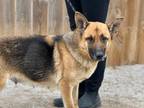 Adopt Sable a German Shepherd Dog
