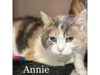 Adopt Annie 240097 a Domestic Short Hair