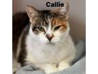Adopt Callie 240096 a Domestic Short Hair