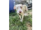 Mama Pudge, Labrador Retriever For Adoption In Houston, Texas