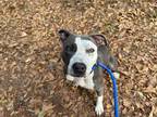 Pepper, American Pit Bull Terrier For Adoption In Gainesville, Florida