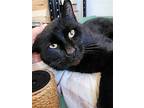 Chatterbox (fcid# 01/31/2024 - 9) C, Domestic Shorthair For Adoption In