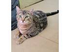 Willow, Domestic Shorthair For Adoption In Richmond, Virginia