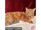 Caesar (bonded With Chase), Domestic Shorthair For Adoption In Toronto, Ontario