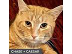 Chase (bonded With Caesar), Domestic Shorthair For Adoption In Toronto, Ontario
