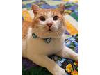 Magic Mike, Domestic Shorthair For Adoption In Cary, North Carolina