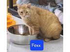 Foxx, Domestic Shorthair For Adoption In Jim Thorpe, Pennsylvania