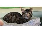 Isabelle, Domestic Shorthair For Adoption In Tioga, Pennsylvania