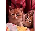 Calico Kittens, Domestic Mediumhair For Adoption In Hicksville, New York