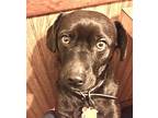 Walter, Labrador Retriever For Adoption In Hicksville, New York