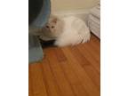 Blanco, Domestic Longhair For Adoption In Dalzell, South Carolina