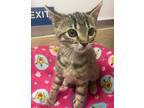 Selena, Domestic Shorthair For Adoption In Parlier, California