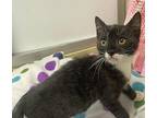 Prince, Domestic Shorthair For Adoption In Parlier, California