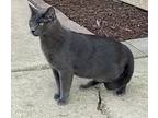 Rhodie, Russian Blue For Adoption In Palatine, Illinois
