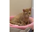 Bandit (& Bentley) Bonded, Domestic Shorthair For Adoption In Herndon, Virginia