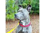 Ridge, American Pit Bull Terrier For Adoption In Charleston, South Carolina