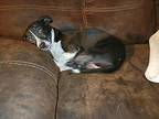Millie, Rat Terrier For Adoption In West Los Angeles, California