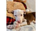 Janet Waller, American Pit Bull Terrier For Adoption In Provo, Utah