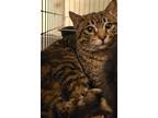 Bobby, Domestic Shorthair For Adoption In Forty Fort, Pennsylvania