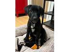 Beca, Labrador Retriever For Adoption In Salt Lake City, Utah