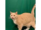 Donna, American Shorthair For Adoption In Washington, Virginia