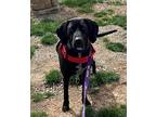Remy, Labrador Retriever For Adoption In Clinton, Tennessee