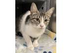 Lily, Domestic Shorthair For Adoption In Irving, Texas