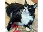 Domino, Domestic Shorthair For Adoption In Chicago, Illinois