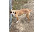 Adopt Penny (24-D0046) a Hound