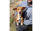 Adopt Roo (24-D0035) a Mixed Breed