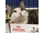 Doc, Domestic Shorthair For Adoption In Washington, District Of Columbia