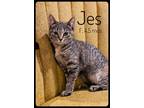 Adopt Jes a Domestic Short Hair