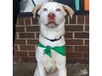 Corolla, Labrador Retriever For Adoption In Washington, District Of Columbia