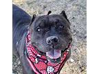 Ruth, American Pit Bull Terrier For Adoption In Las Vegas, Nevada