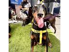 Dixie Aka Florence, Doberman Pinscher For Adoption In Chatsworth, California