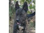 Radar, American Pit Bull Terrier For Adoption In Yreka, California