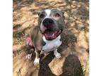 Apolla, American Staffordshire Terrier For Adoption In Georgetown, Texas