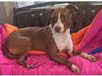 Shiva, American Pit Bull Terrier For Adoption In Henderson, Kentucky
