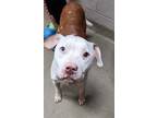 Keith, American Pit Bull Terrier For Adoption In Spartanburg, South Carolina
