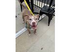 Darla, American Pit Bull Terrier For Adoption In Indianapolis, Indiana