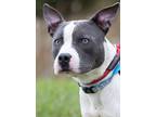 Jerome, American Pit Bull Terrier For Adoption In Mount Holly, New Jersey