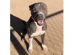 Luna, American Pit Bull Terrier For Adoption In Alpine, Texas